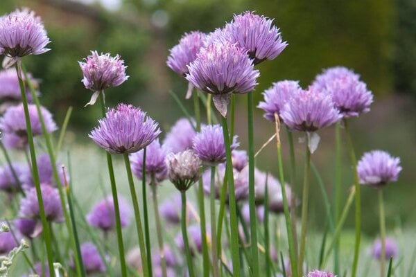 Chives
