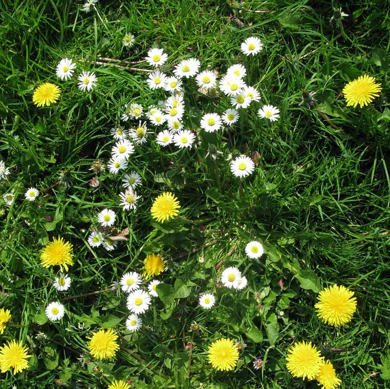 Weeds in lawns
