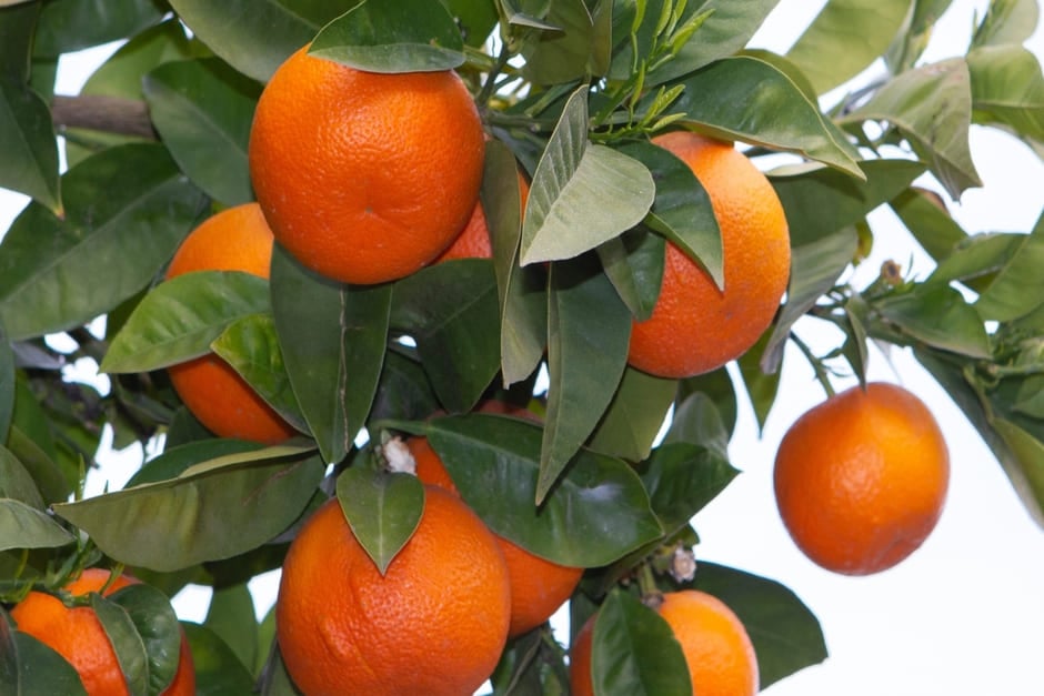 <em>Citrus </em>x<em> aurantium</em>
