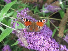 Butterflies in your garden