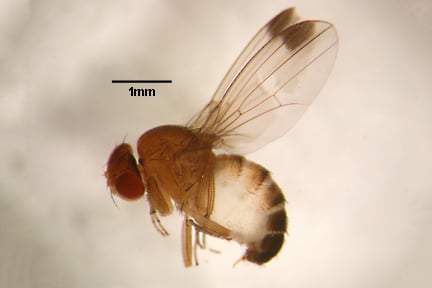 Spotted wing drosophila