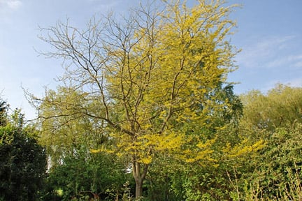 Robinia pseudoacacia ‘Frisia’ problems