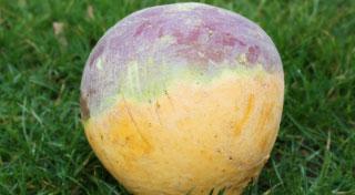 Buy swedes at RHSplants.co.uk