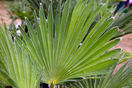 Hardy Palms for UK Gardens | RHS Advice