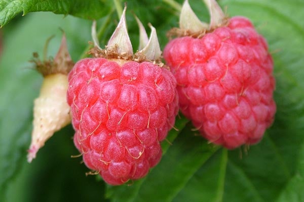 Madawaska Raspberry How to grow raspberries | RHS Guide