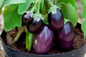 How to grow aubergines