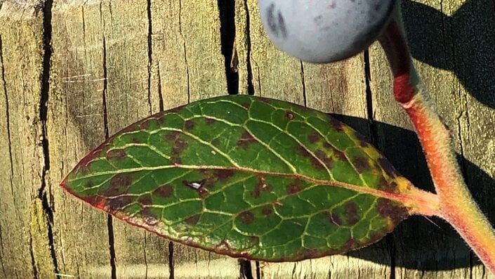 Blueberry rust: Causes, Symptoms & Control | RHS Advice