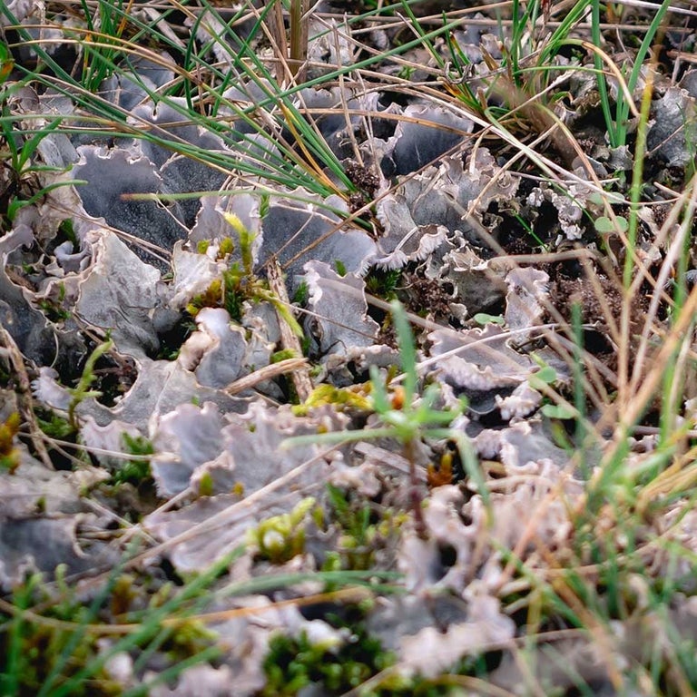 Algae, lichens and liverworts on lawns