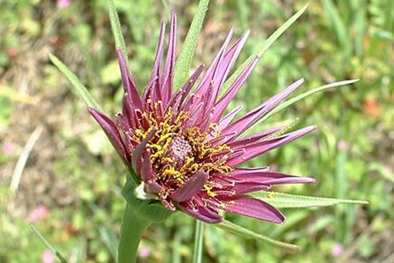 Buy salsify at RHSplants.co.uk