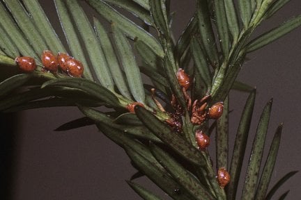 Yew scale <EM>Parthenolecanium pomericanum</EM> on Yew <EM>Taxus baccata </EM>
