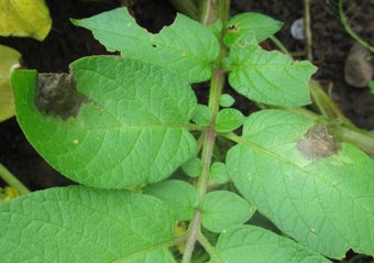 Potato blight