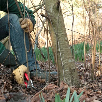 Trees and shrubs: removing suckers and seedlings