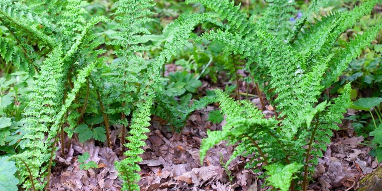 Buy dryopteris from RHSplants.co.uk