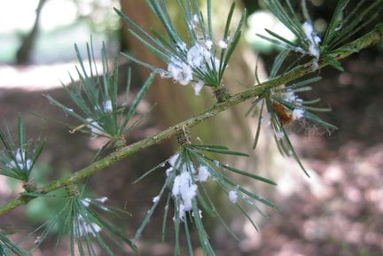 Larch adelgid (<EM>Adelges laricis</EM>) on larch (<EM>Larix</EM> sp.) 