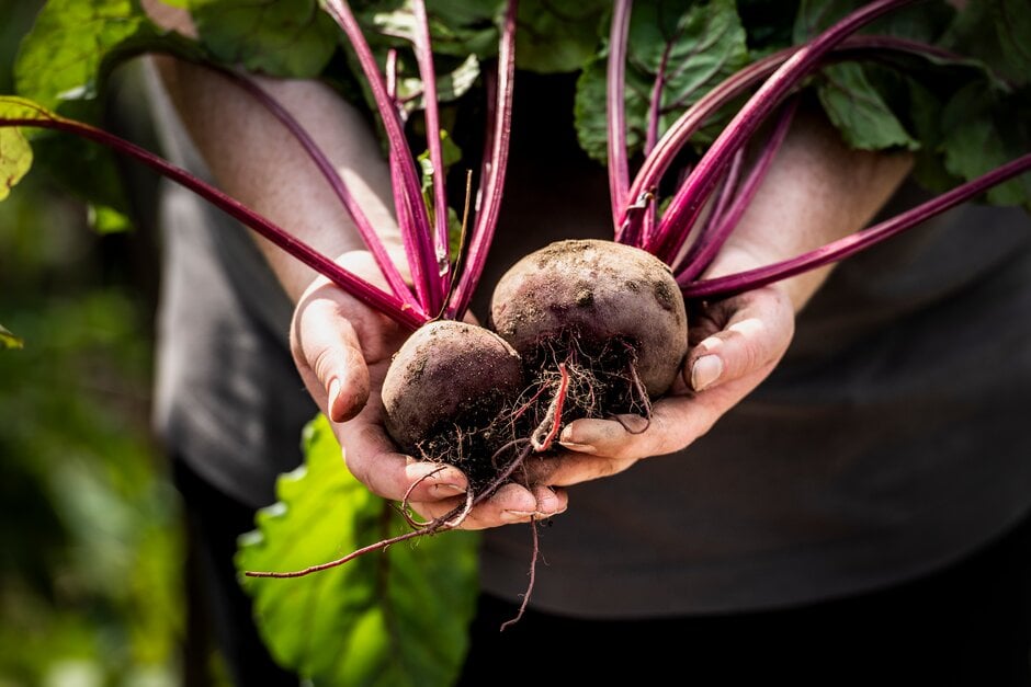 How to grow Beetroot | RHS Guide