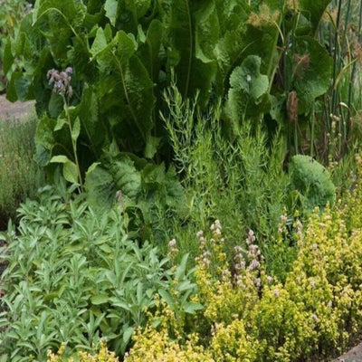 Don’t forget the sense of taste when designing your sensory garden