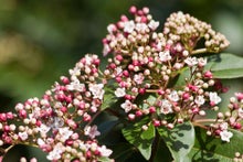 Ten best winter-flowering shrubs