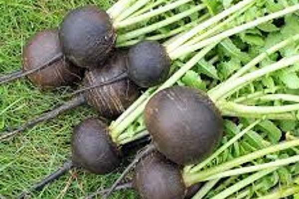 ‘Black Spanish Round’