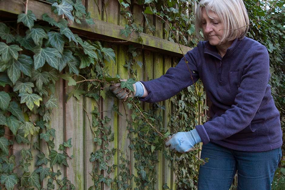 Ivy on buildings and fences | RHS Advice