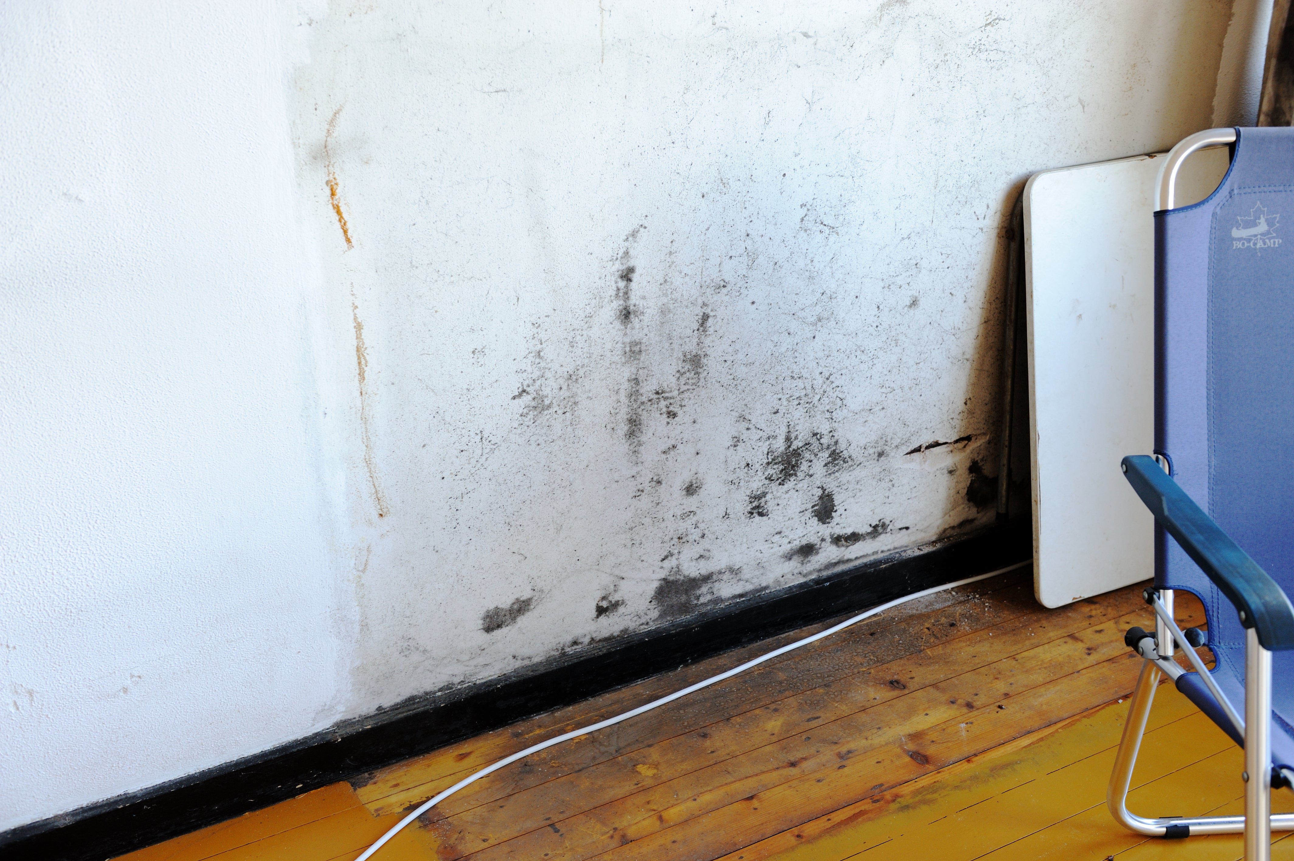 Schimmel op de muur