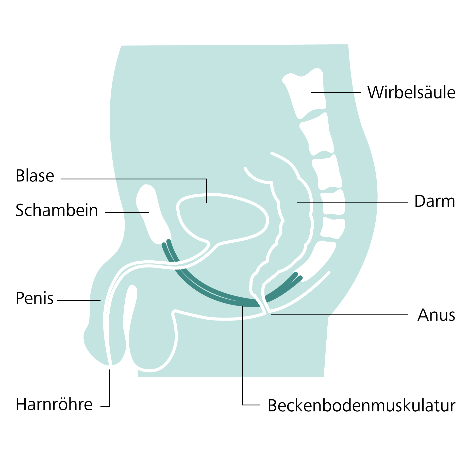 Anatomie des Harntrakts eines Mannes