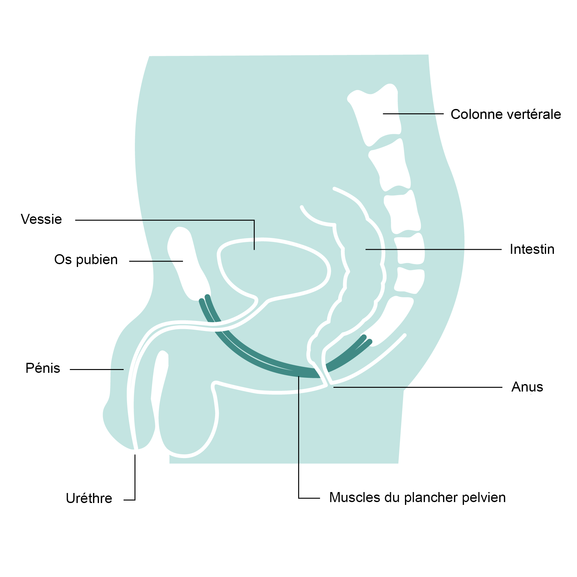 Anatomie de l'appareil urinaire de l'homme