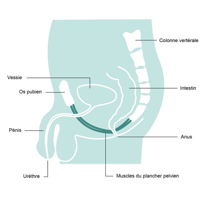 Anatomie de l'appareil urinaire de l'homme