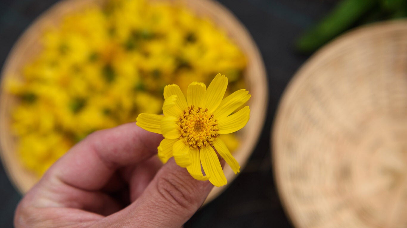 Arnika Blüte