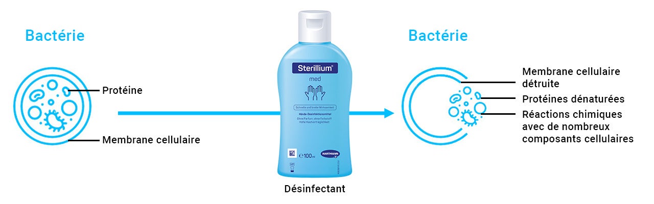 Représentation schématique de l'action d'un désinfectant : montre une bactérie intacte, l'application du produit et la destruction de la structure cellulaire par des réactions chimiques.