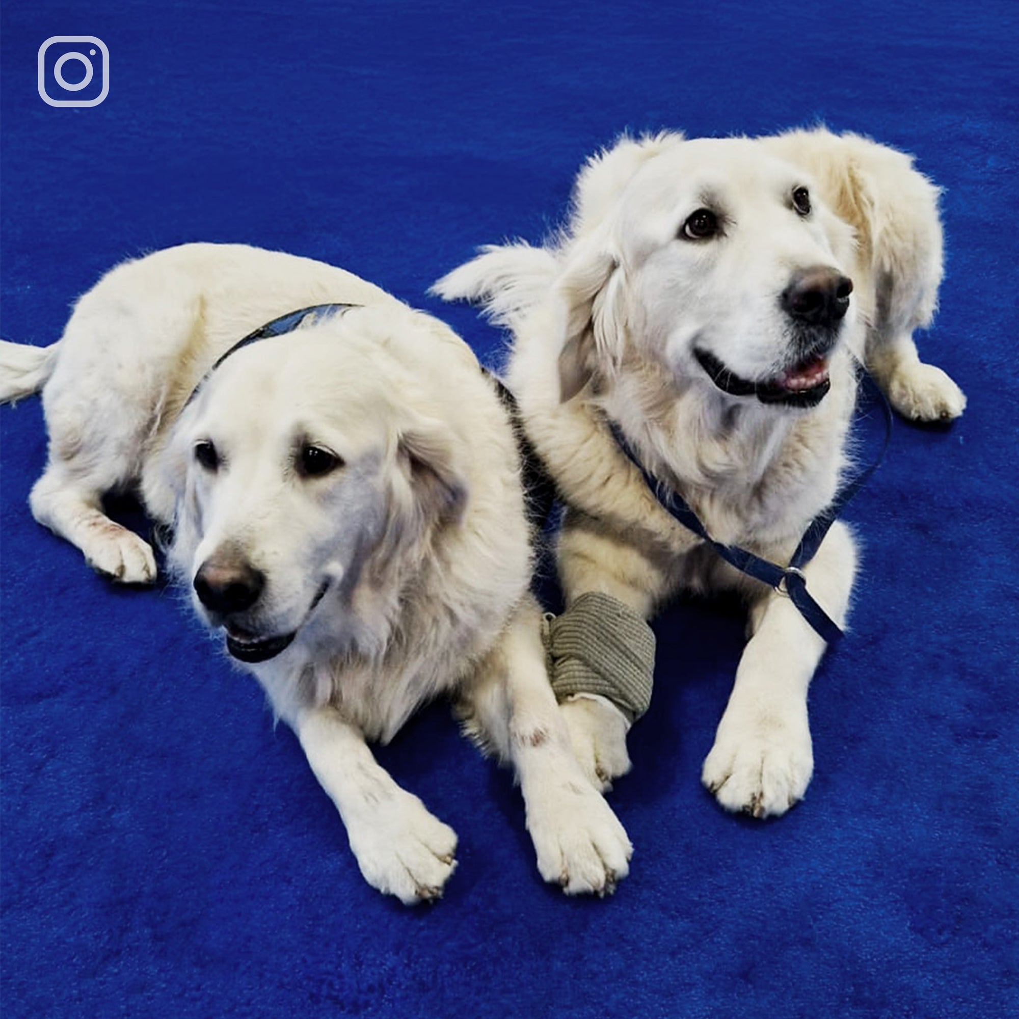 Hunde auf blauem Teppichboden