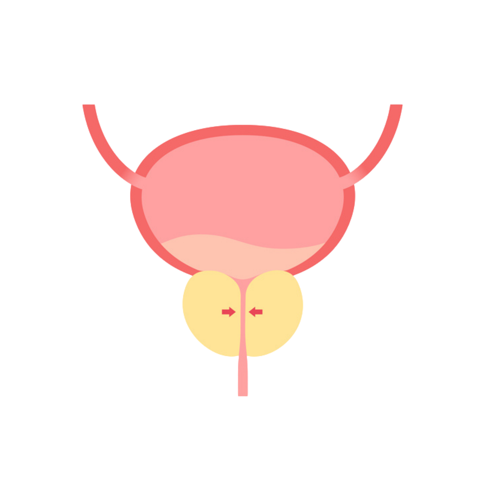 Illustration d'une prostate