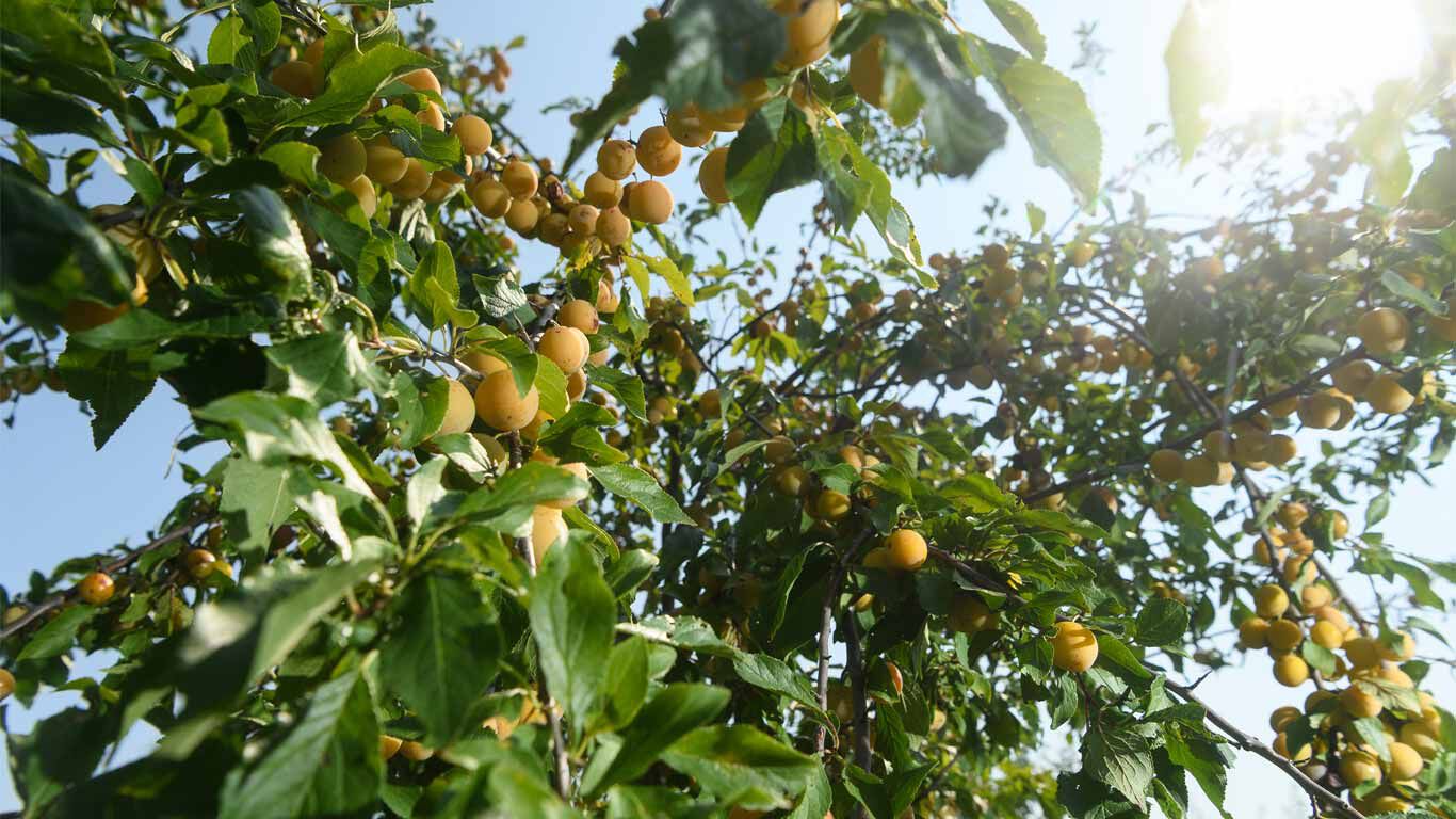 Streuobstwiese