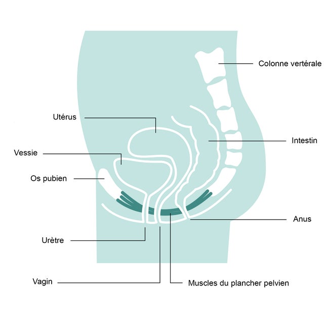 Anatomie de l'appareil urinaire de la femme