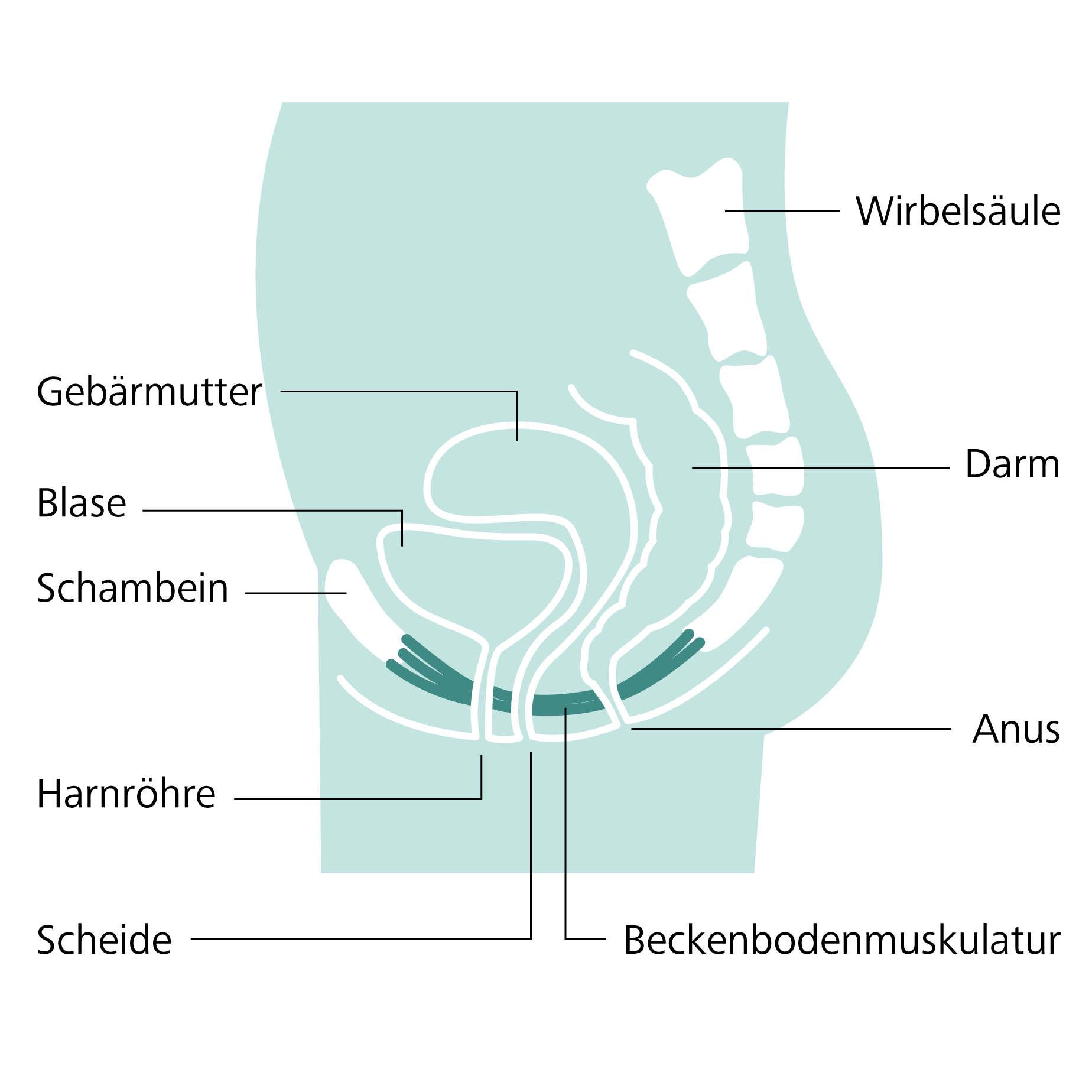 Wie sieht eine gesenkte gebärmutter aus