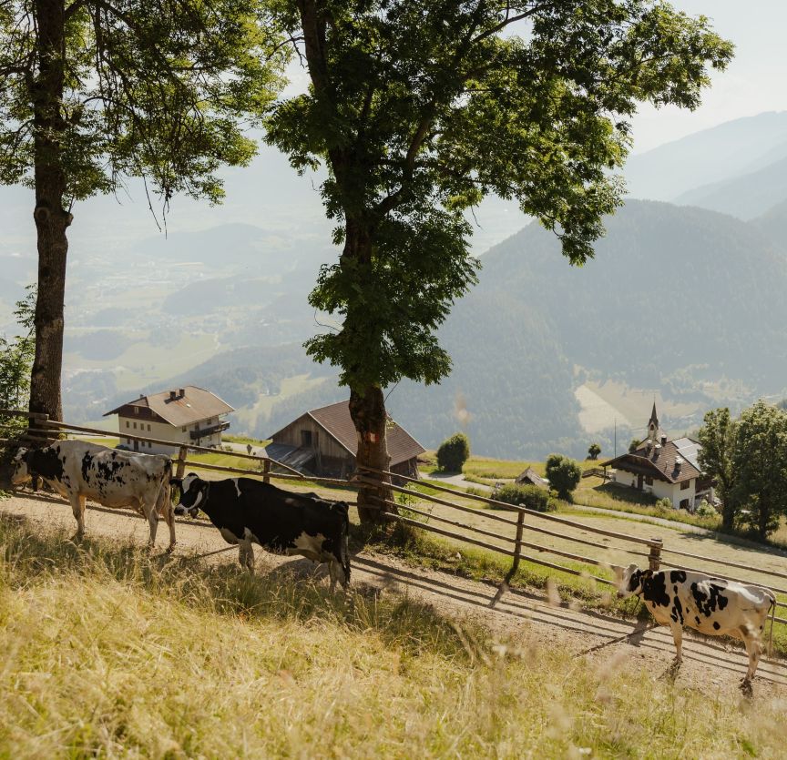 Mucche al pascolo su un pendio erboso in una valle alpina, con una recinzione di legno e una vista su una fattoria e delle montagne sullo sfondo.