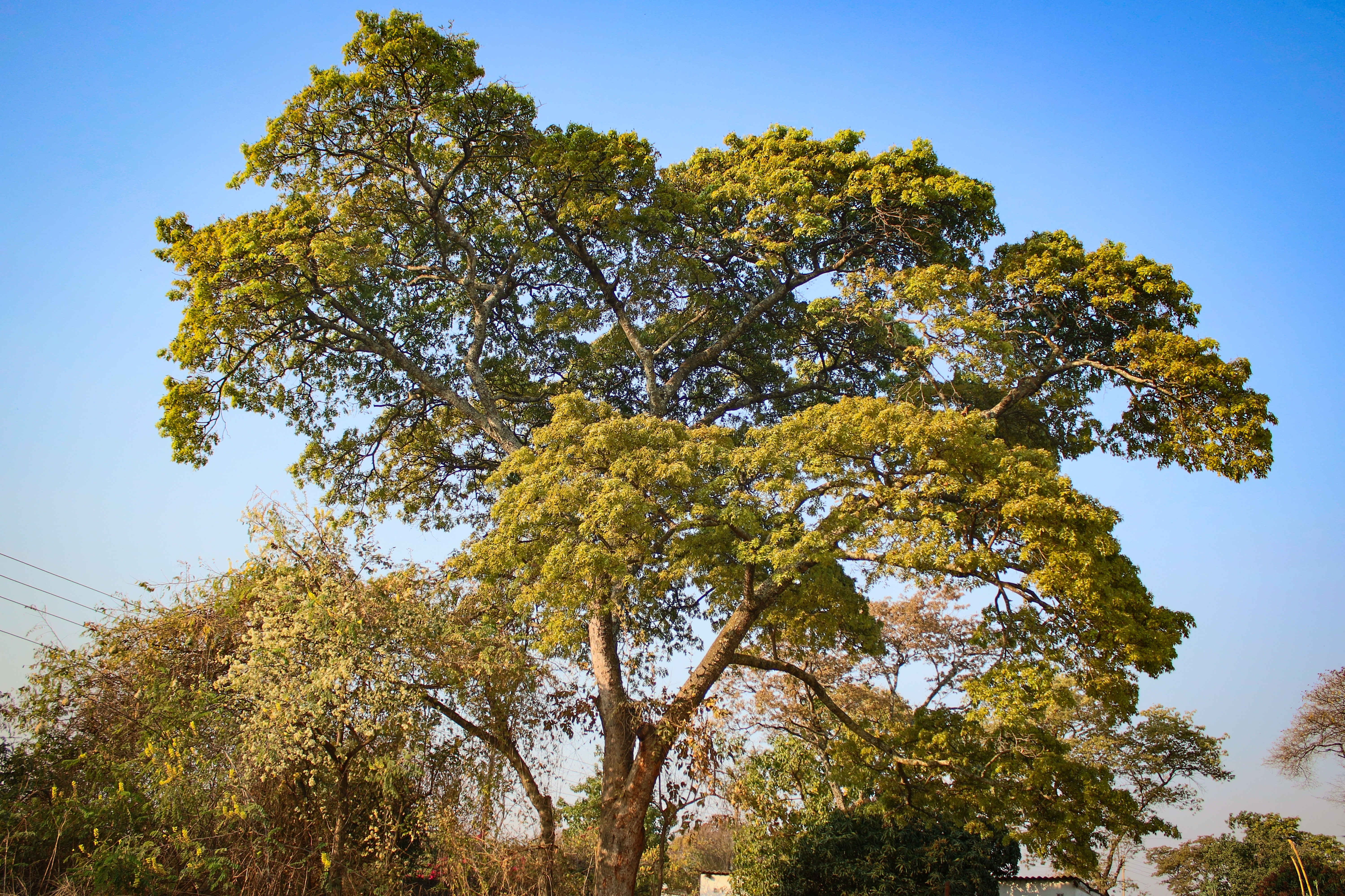 Article card header image