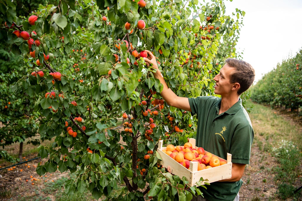 © Oesterreich Werbung Foto: Robert Herbst
