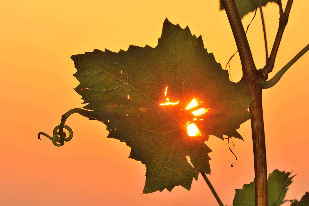 In_der_Weinidylle © E. Neffe