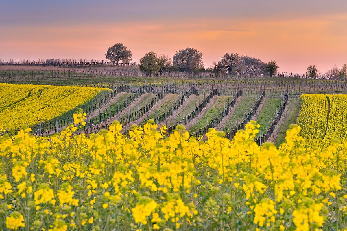Neusiedler See-Leithagebirge © H. Marek