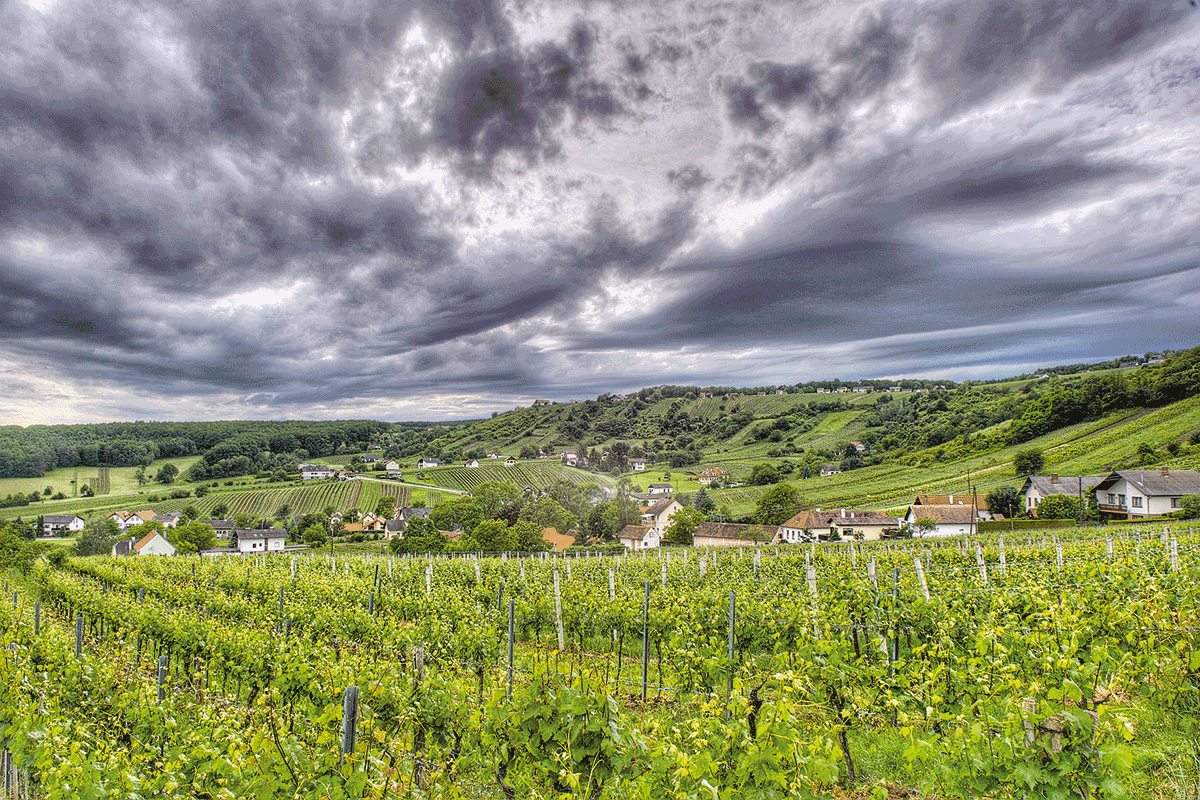 Weinidylle © F. Kovacs