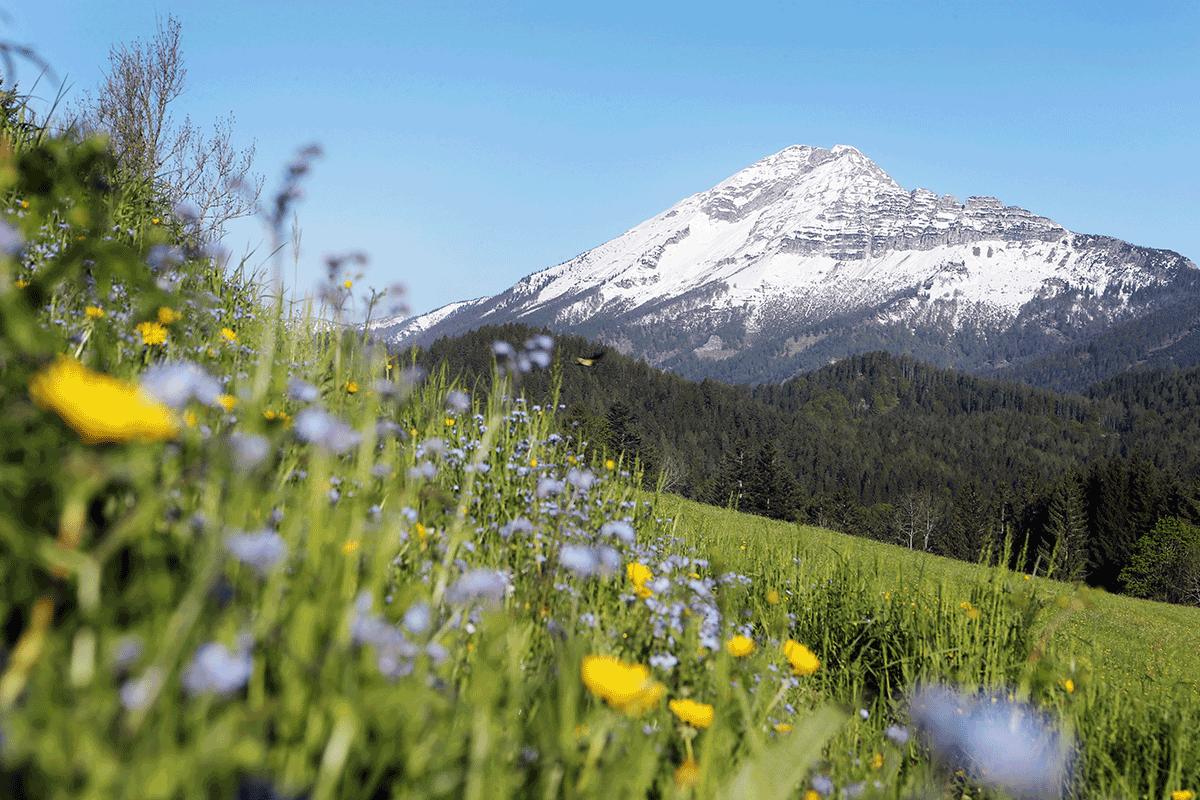 Oetscher © F. Weingartner