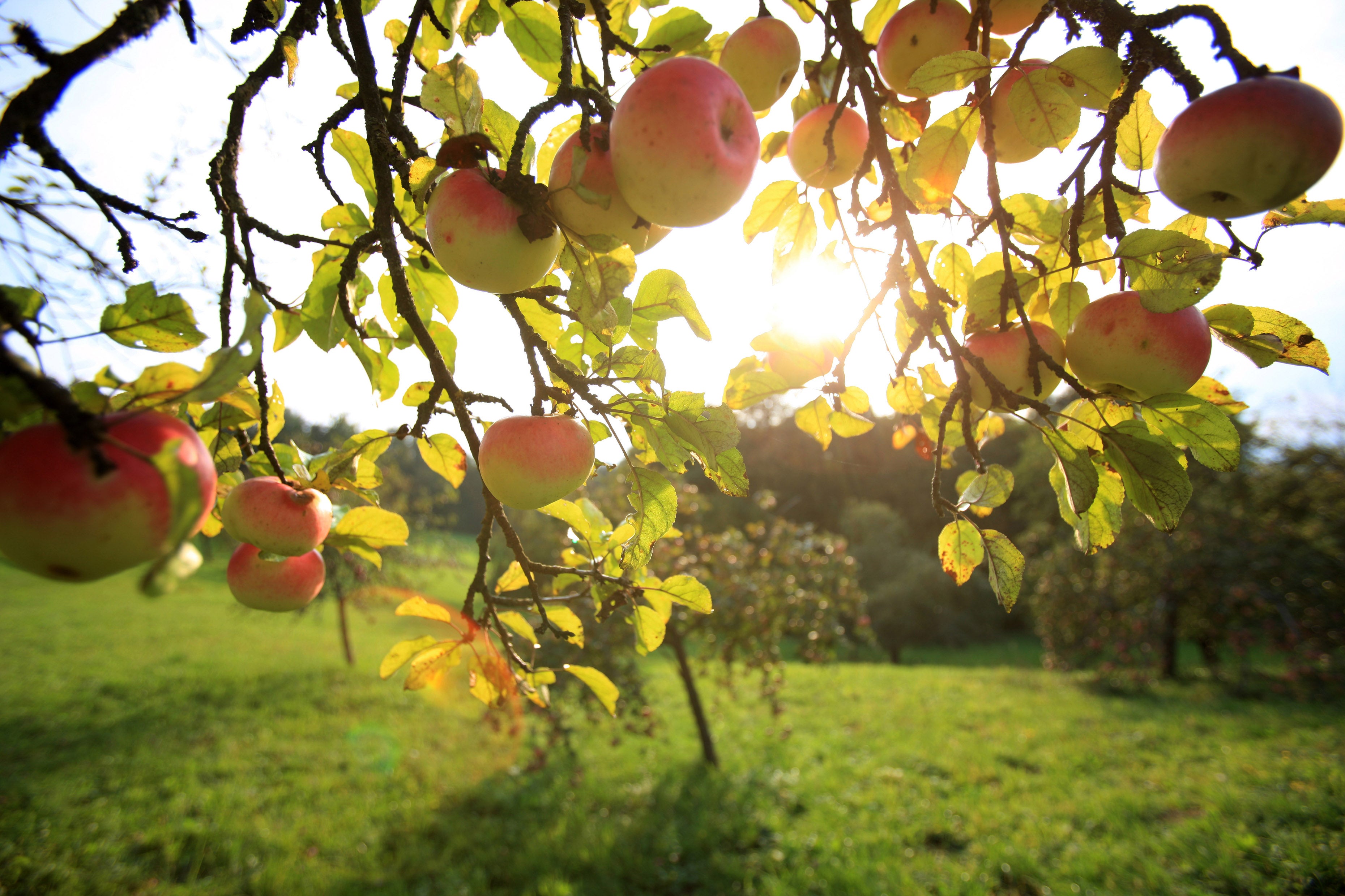 © Steiermark Tourismus / Harry Schiffer