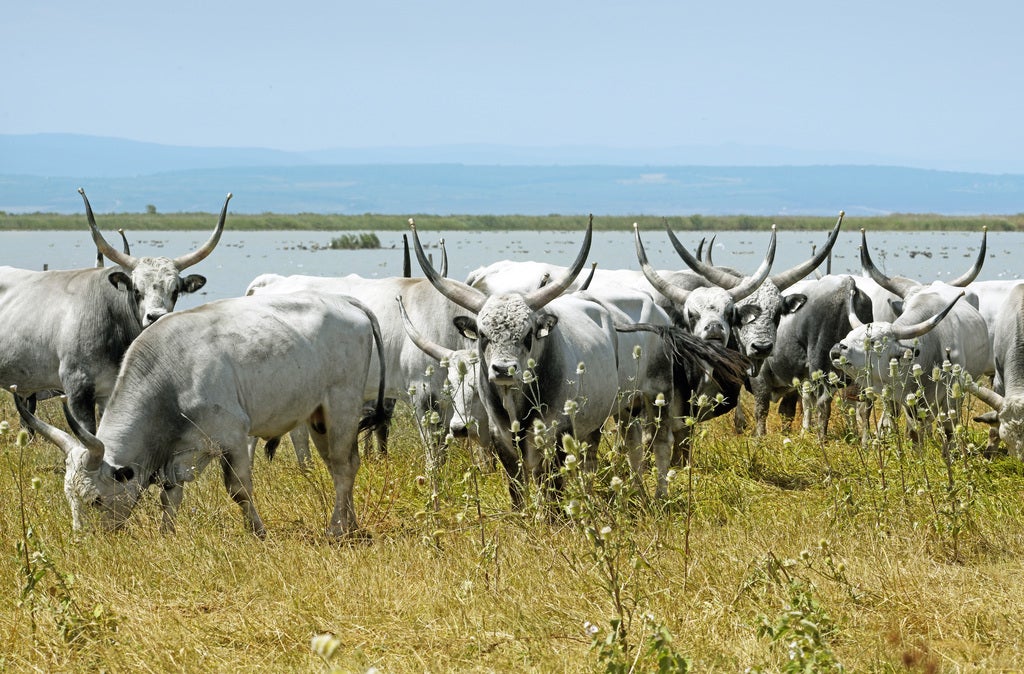 Steppenrinder-im-Nationalpark-Neusiedler-See © Oesterreich-Werbung Foti Dietmar Denger