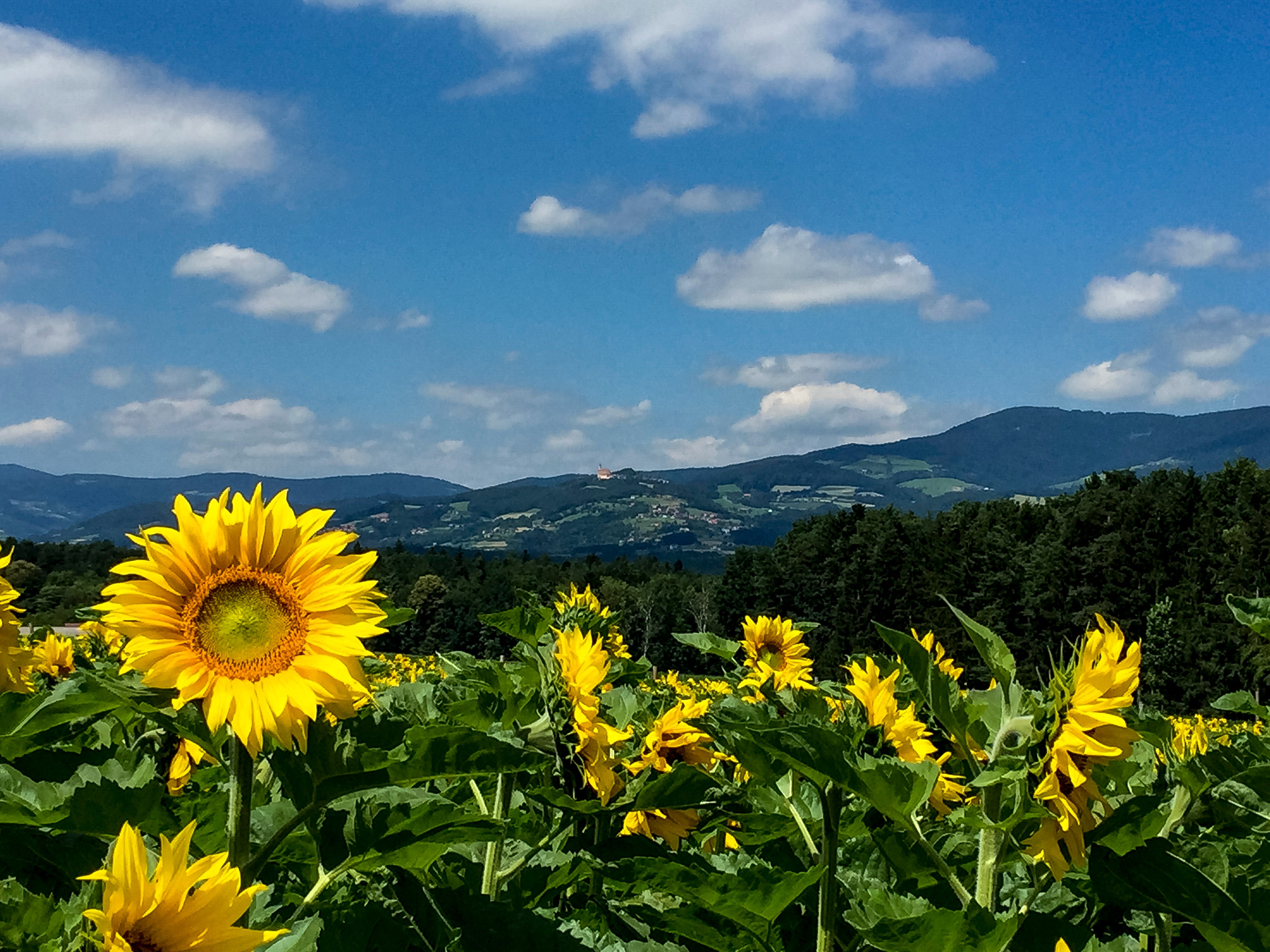 Naturpark Pöllau © Marc Fauster / Marc Fauster