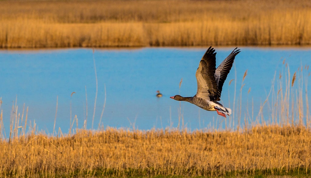 Nationalpark-Neusiedler-See-Seewinkel © Oesterreich-Werbung Foto Julius Silver 