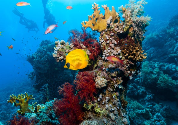 A critical moment for coral reef survival | Research | University of Oxford