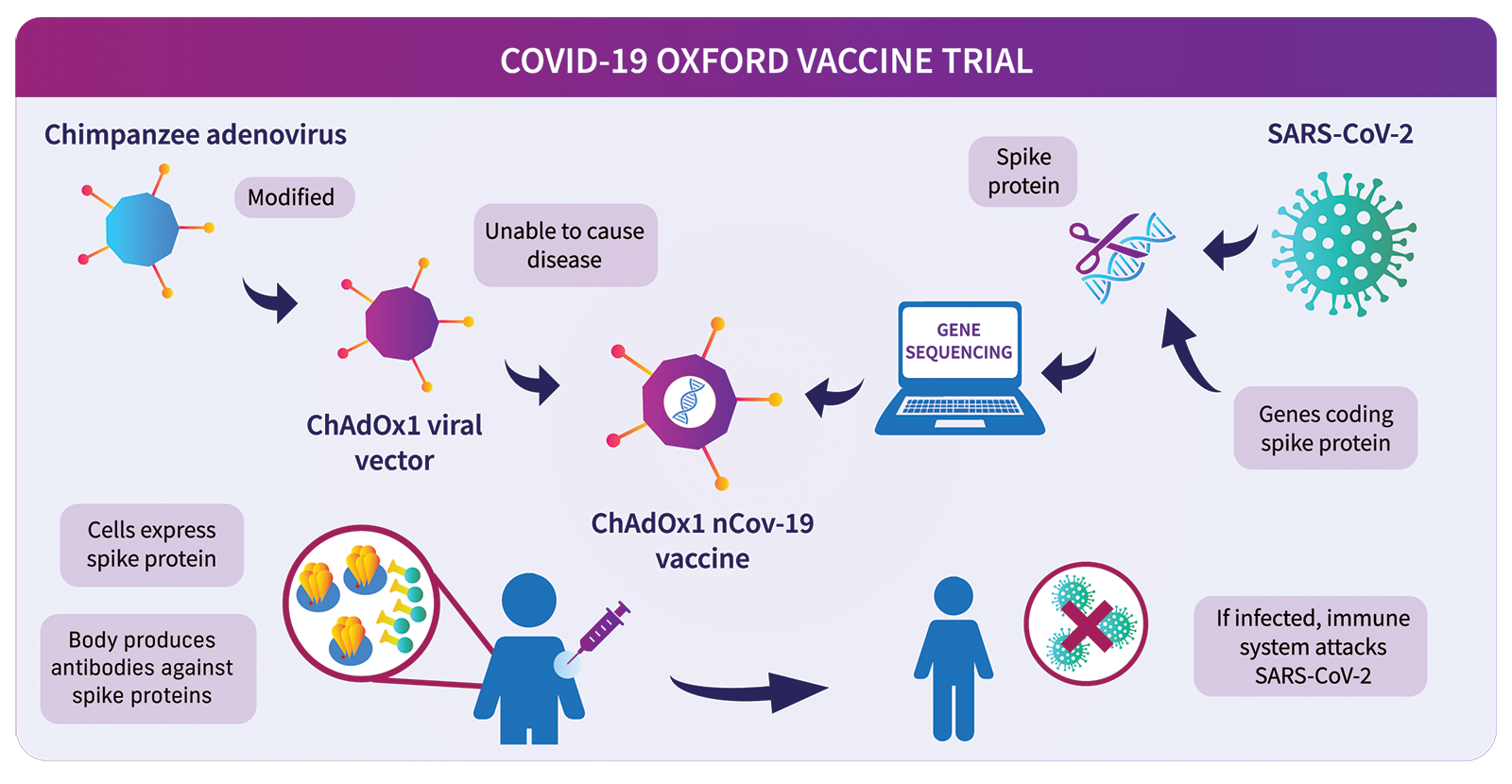 About the Oxford COVID-19 vaccine | Research | University of Oxford