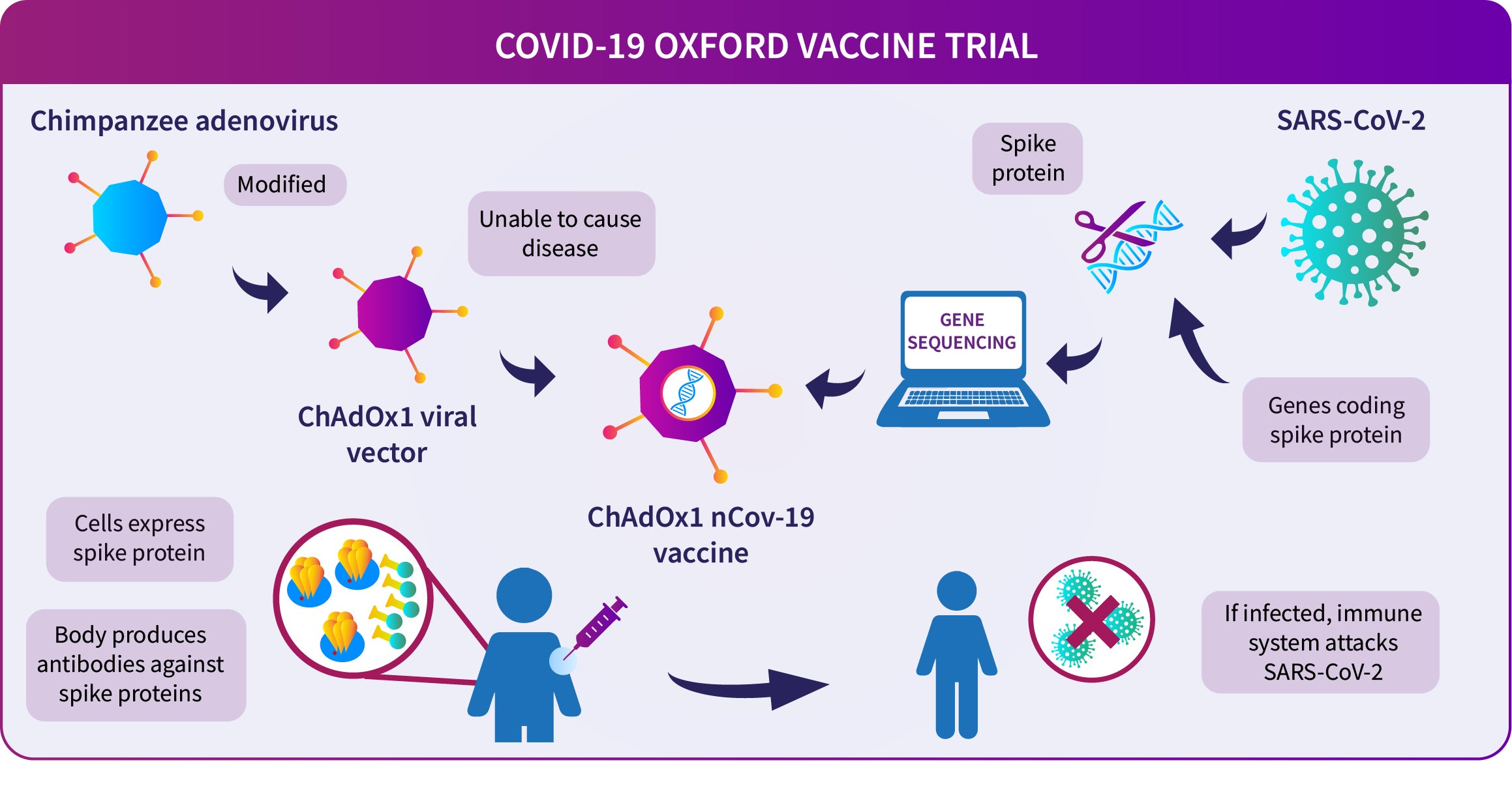 A diagram showing how the Oxford COVID-19 vaccine works. A chimpanzee adenovirus is used in the ChAdOx1 viral vector, engineered to match the SARS-CoV-2 spike protein.