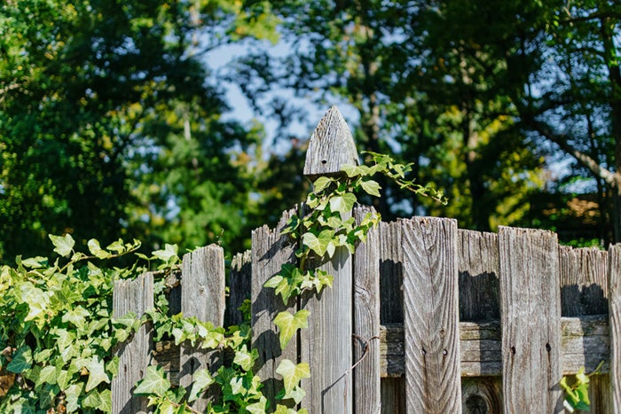 Close-up of ivy growing on weathered wood fence