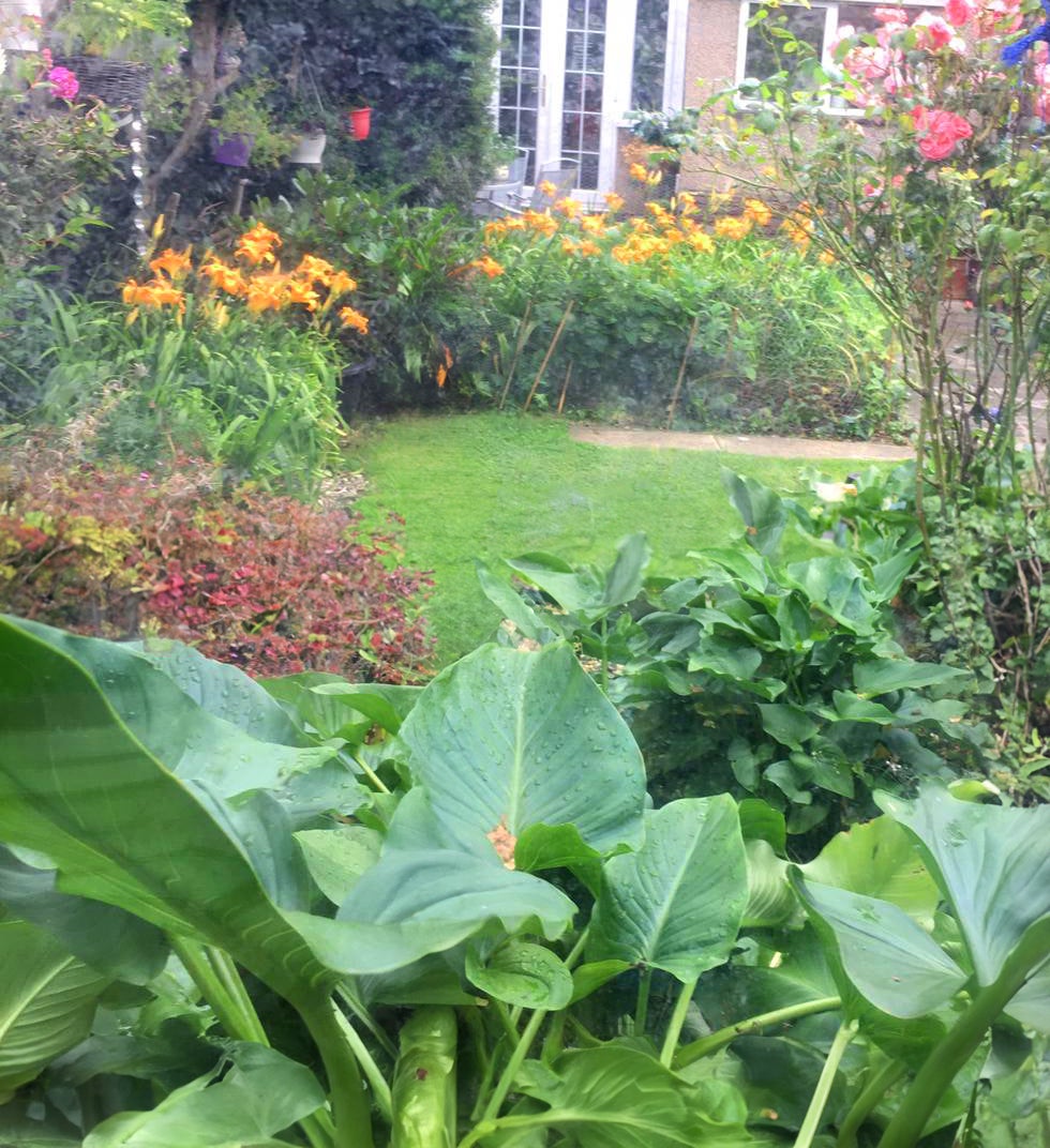 Rose Saunders - 3rd place - Home garden In Bloom - 2